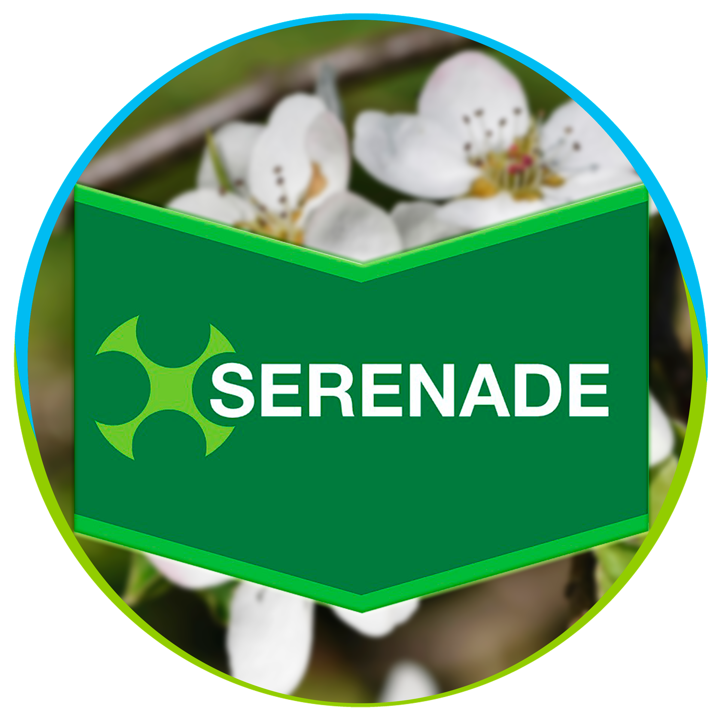 Serenade Correcto