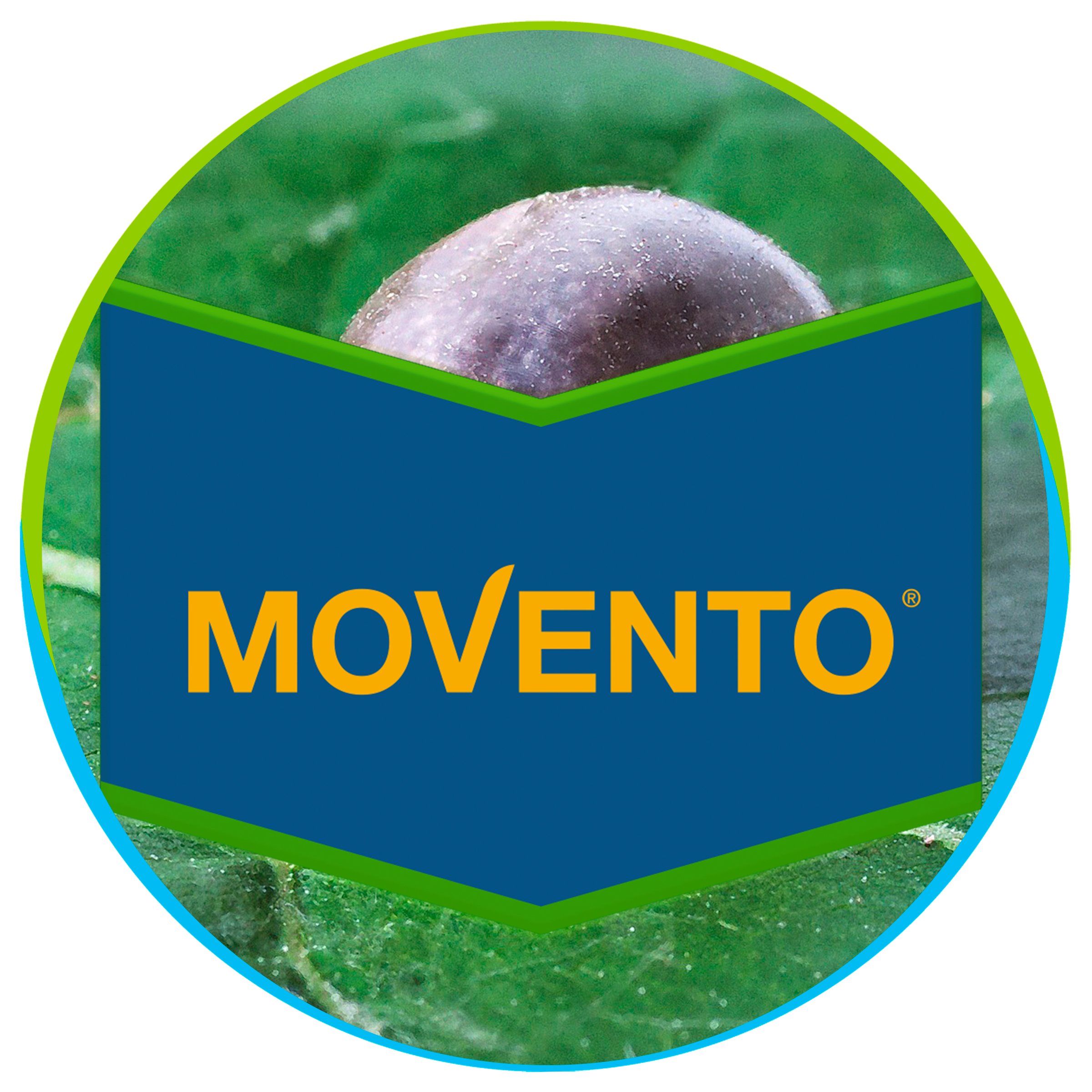 Movento_OK
