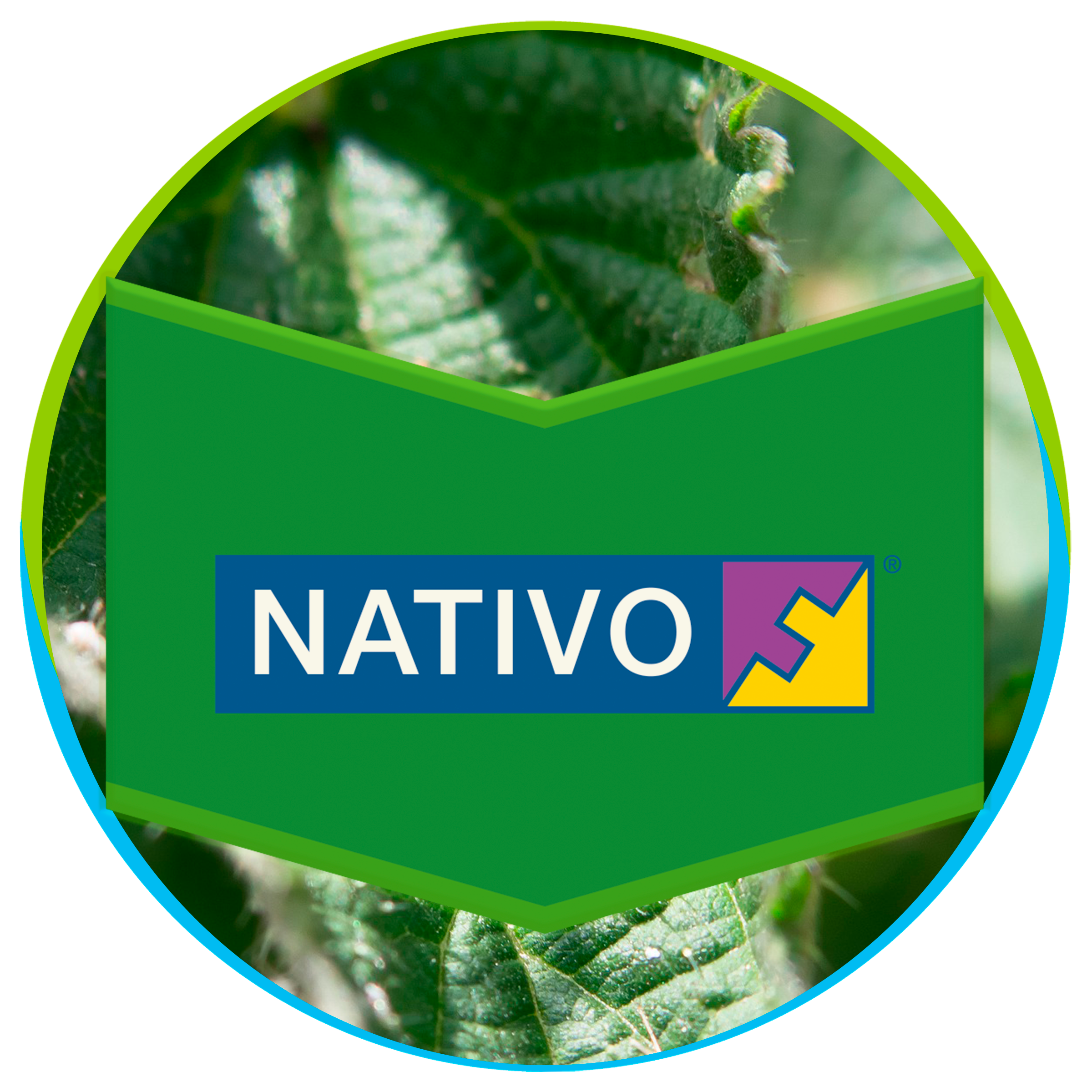 Nativo_ok