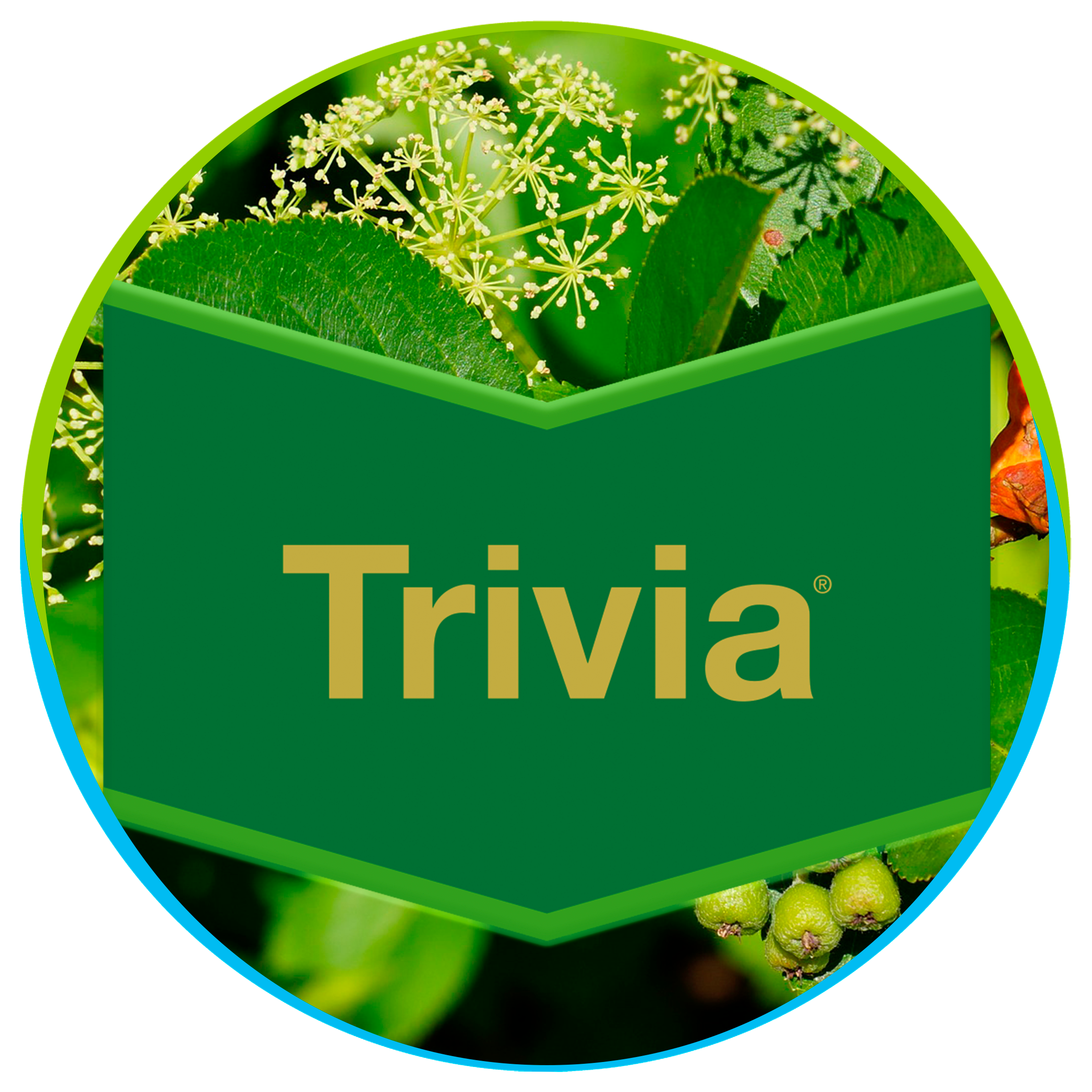 trivia